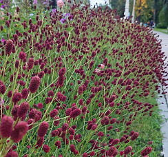 Кровохлебка лекарственная 'Ред Тандер' (Sanguisorba  'Red Thunder')