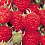 Малина 'Красная королева' (Rubus idaeus 'Красная королева')