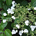 gortenziya-chereshkovaya-petiolaris-hydrangea-anomale-petiolaris-cvety.jpg