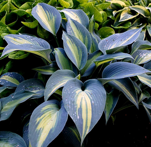 Хоста 'Grand Marquee' (Hosta 'Grand Marquee')