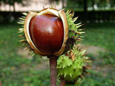 kashtan-konskij-aesculus-hippocastanum-plod