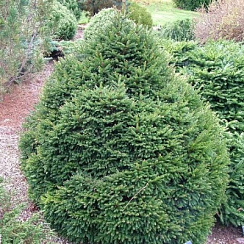 Ель обыкновенная 'Пигмея' (Picea abies 'Pygmaea')