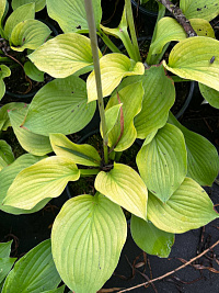 Хоста 'Август Мун' (Hosta 'August Moon')