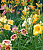 Лилейник в сортах (Hemerocallis в сортах)