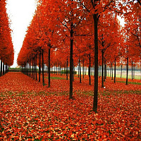 Клен фримана 'Целзам' (Acer freemanii 'Celzam')