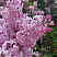 Сирень гиацинтоцветная 'Buffon' (Syringa × hyacinthiflora 'Buffon')