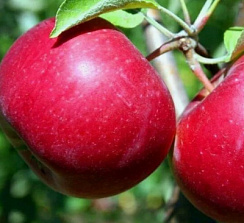 Яблоня домашняя 'Красное раннее' (Malus domestica 'Красное раннее')