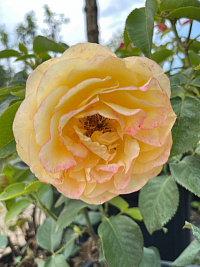 Роза 'Голден Селебрейшн' (Rose 'Golden Celebration')