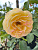 Роза 'Голден Селебрейшн' (Rose 'Golden Celebration')
