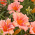 Лилейник ЭвериДейлили 'Пинк Крем' (Hemerocallis EveryDaylily 'Pink Cream')