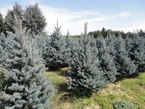 el-kolyuchaya-ehdit-picea-pungens-edith-derevya-ryadami