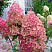 gortenziya-metelchataya-fantom-hydrangea-paniculata-rhantom-cvetovaya-gamma
