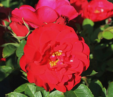 Роза 'Хансаланд' (Rose 'Hansaland')