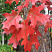 dub-krasnyj-quercus-rubra-osennij-list