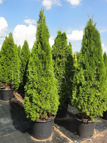 tuya-zapadnaya-smaragd-thuja-occidentalis-smaragd-sazhency