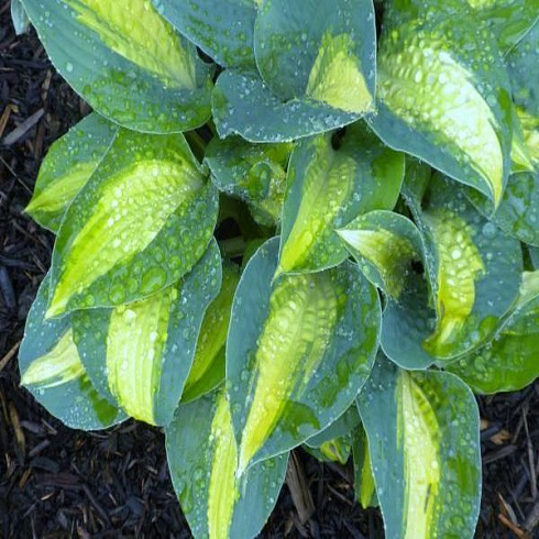 hosta-chajn-lajtning-hosta-chain-lightning-cvety.jpg