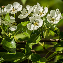 Груша обыкновенная 'Красавица Черненко' (Pyrus communis 'Красавица Черненко')