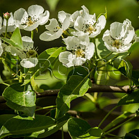 Груша обыкновенная 'Красавица Черненко' (Pyrus communis 'Красавица Черненко')