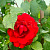 Роза 'Сантана' (Rose 'Santana')