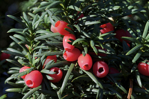 Тисс ягодный 51 klon (Taxus baccata 51 klon)