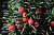 Тисс ягодный 51 klon (Taxus baccata 51 klon)