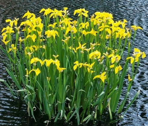 15-p-bolotnii-iris-v-landshaftnom-dizaine-42