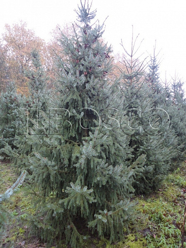 el-serbskaya-picea-omorika-derevya-s-shishkami