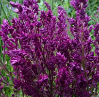 Шалфей дубравный 'Швелленбург' (Salvia nemorosa 'Schwellenburg')