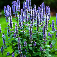 Иссоп лекарственный в сортах (Hyssopus officinalis в сортах)