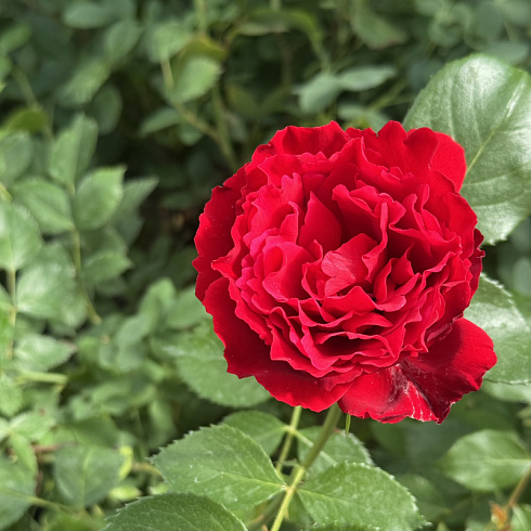 rozy-roza-preyri-dzhoy-rose-prairie-joy-rr-137.jpg
