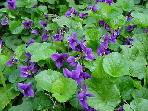 fialka-dushistaya-viola-odorata-listya.jpg