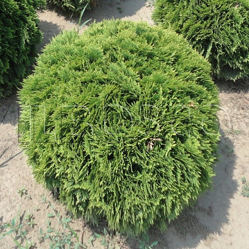 tuya-zapadnaya-danika-thuja-occidentalis-danica-sazhency