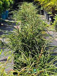 Туя складчатая 'Випкорд' (Thuja plicata 'Whipcord')