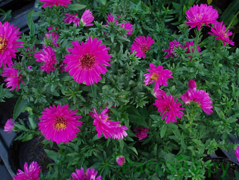 astra-kustarnikovaya-dzhenni-aster-dumosus-jenny-rastenie.jpg