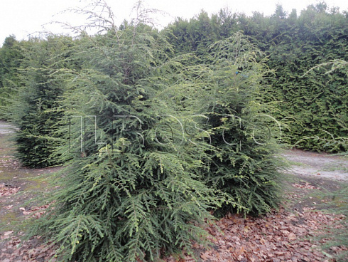 tsuga-kanadskaya-tsuga-canadensis-derevo