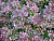 Барбарис Тунберга 'Наташа' (Berberis thunbergii 'Natasca')