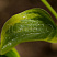 hosta-golden-tiara-hosta-golden-tiara-list.jpg