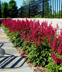 Астильба Арендса ‘Бургунди Ред’ (Astilbe arendsii ‘Burgundy Red’)