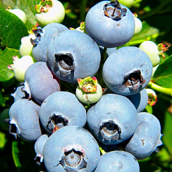 Голубика высокорослая 'Эрлиблю' (Vaccinium corymbosum 'Earliblue')