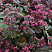 sedum-gibridnyj-bertram-anderson-sedum-hibrid-bertram-anderson-stebli-stelyushchiesya