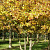 Боярышник сливолистный (Crataegus persimilis)