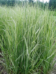 Вейник остроцветковый 'Овердам' (Calamagrostis acutiflora 'Overdam')