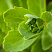ochitok-karl-sedum-carl-list.jpg
