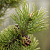 Сосна горная ф. древовидная (Pinus mugo var. uncinata)