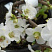 Айва (Хеномелес) великолепная 'Nivalis' (Chaenomeles superba 'Nivalis')
