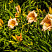 lilejnik-mini-perl-hemerocallis-mini-pearl-cvetonos.jpg