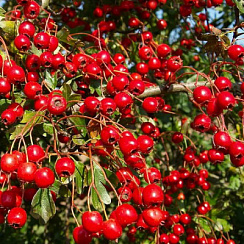 Боярышник кроваво-красный (Crataegus sanguinea)