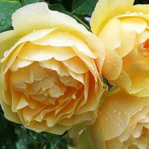 roza-grehkham-tomas-rose-graham-thomas-cvetki-pionovidnye