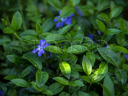 barvinok-malyj-vinca-minor-listya.jpg