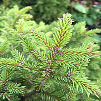 Ель обыкновенная (Picea abies)